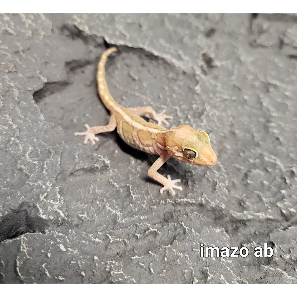 Madagaskar Markgecko Subadult - Paroedura picta